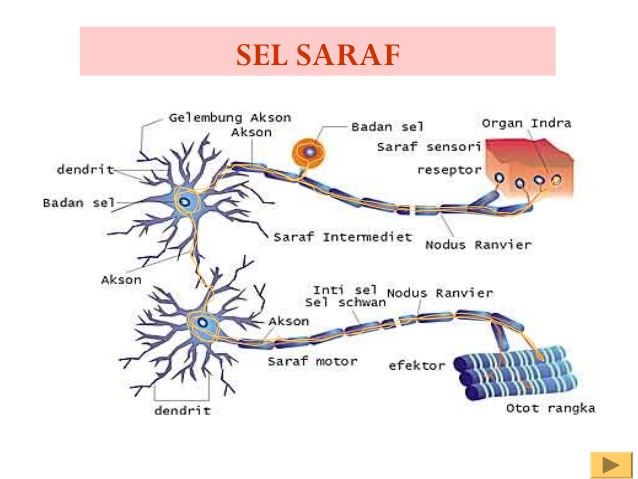 makalah sistem saraf